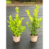 Prunus lauro. Rotundifolia 10 Litre