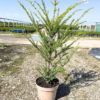 Taxus baccata - 10 Litre