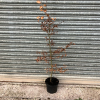 Fagus sylvatica 5 Litre