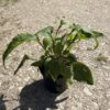 Echinacea purpurea - 2 Litre