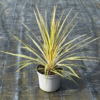 Cordyline austr. 'Torbay Dazzler' - 5 Litre
