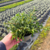 Cistus florentinus - 2 Litre