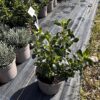 Escallonia 'Iveyi' - 2 Litre