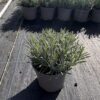 Lavender int. 'Grosso' - 2 Litre
