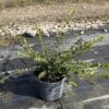 Lonicera pileata - 2 Litre