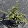 Cotoneaster suec. 'Coral Beauty' - 2 Litre