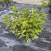 Hydrangea pan. 'White Lady' - 5 Litre