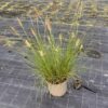 Pennisetum al. 'Hameln' - 5 Litre