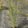 Miscanthus sin. 'Gracillimus' - 5 Litre