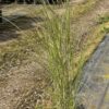 Miscanthus sin. 'Kleine Silberspinne' - 5 Litre