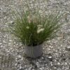 Pennisetum alop. 'Little Bunny' - 5 Litre