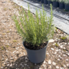 Rosmarinus off. 'Miss Jessops' - 5 Litre