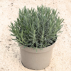 Lavender int. 'Grosso' - 10 Litre