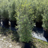 Pittosporum ten. 'Cratus' - 15 Litre