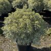 Pittosporum ten. 'Variegata' - 25 Litre