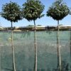 Prunus lusit. 'Angustifolia' 120cm Stem - 25 Litre