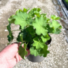Alchemilla mollis - 2 Litre