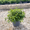 Cistus corbariensis - 5 Litre