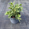 Cistus pulv. 'Sunset' - 3 Litre
