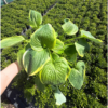 Hosta 'Francee'  - 2 Litre