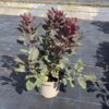 Cotinus cog. 'Grace' - 10 Litre