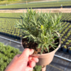 Lavender ang. 'Munstead' - 2 Litre