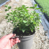 Nepeta faas. 'Six Hills Giant' - 2 Litre