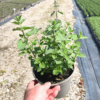 Nepeta faas. 'Walker's Low' - 2 Litre