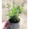 Salvia nem. 'Caradonna' - 2 Litre