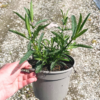 Verbena bonariensis - 2 Litre