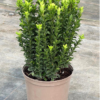Euonymus jap. 'Green Spire’ - 7.5 Litre