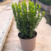Euonymus jap. 'Green Spire’ - 7.5 Litre