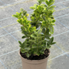 Euonymus jap. 'Ovatus Aurea' - 5 Litre