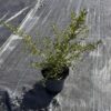Ceanothus 'Blue Diamond' - 2 Litre