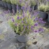 Lavender ang. 'Beezee Dark Blue' - 5 Litre