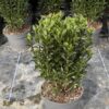 Euonymus jap. 'Green Spire' - 2 Litre