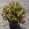 Weigela flor. 'Piccobella Rosso' - 5 Litre