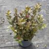Weigela flor. 'Tango' - 5 Litre