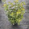 Weigela flor. 'Pink Princess' - 5 Litre