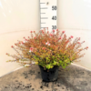 Abelia x grand. 'Sunshine Daydream' - 5 Litre