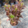 Hydrangea serr. 'Daredevil' - 4 Litre