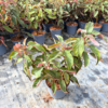 Hydrangea aspera 'Hot Chocolate' - 4 Litre