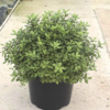 Pittosporum ten. 'Midget' - 10 Litre