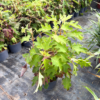 Hydrangea querc. 'Ice Crystal' - 4 Litre