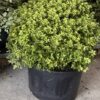 Pittosporum ten. 'Midget' - 40 Litre
