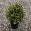 Pittosporum ten. 'Emerald Dome' - 10 Litre
