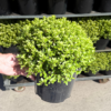 Pittosporum ten. 'Midget' - 5 Litre