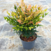 Nandina dom. 'Gulf Stream' - 4 Litre