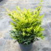 Nandina dom. 'Lemon Lime' - 4 Litre