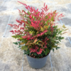 Nandina domestica 'Obsessed' - 4 Litre